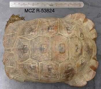 Media type: image; Herpetology R-53824